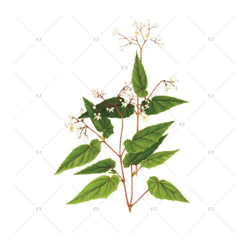 Família/Family: BegoniaceaEspécie/Specie: Begonia angulata