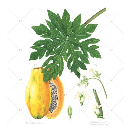 Carica-papaya
