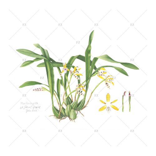 Maxillaria-picta