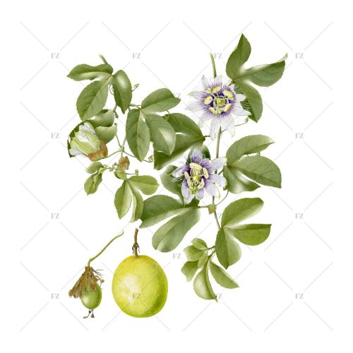 Passiflora-edulis